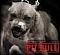    PiT-Bull