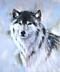    -CryWolF-