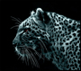    Furo